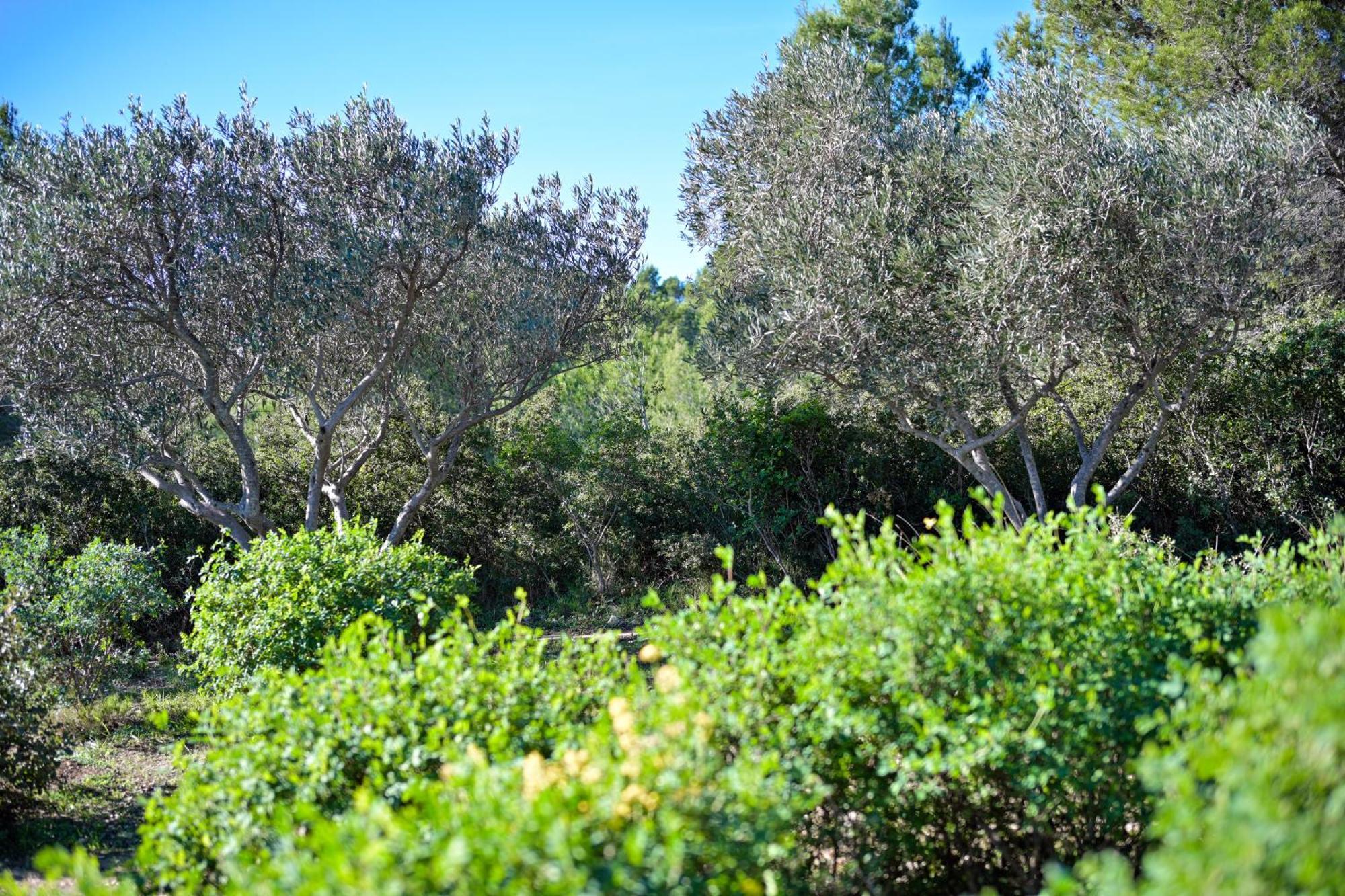 Les Garrigues De La Vallee Des Baux Paradou Kültér fotó
